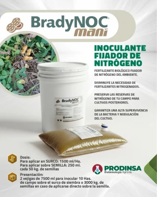 Inoculante para siembra de maní